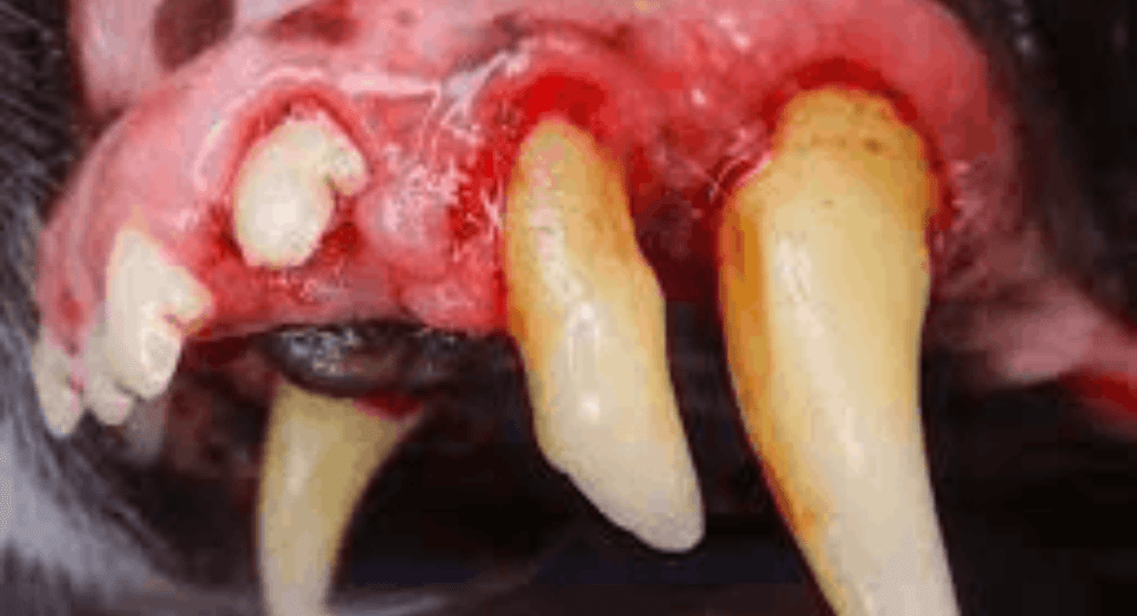 Periodontal Disease in Dogs