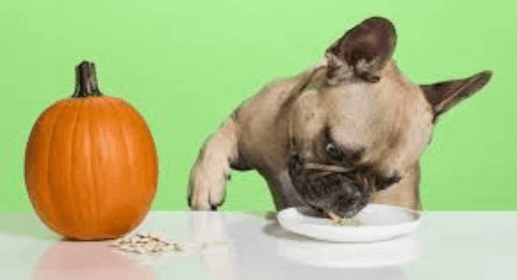 Can Dogs Eat Pumpkin Seeds?