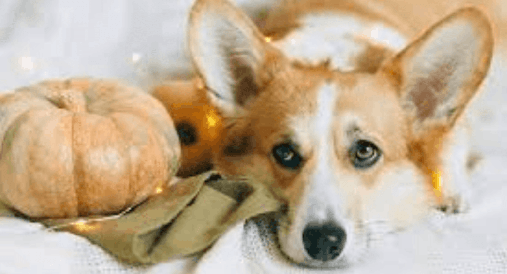 Can Dogs Eat Pumpkin Seeds?