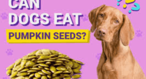 Can Dogs Eat Pumpkin Seeds?