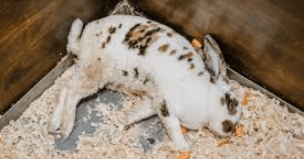why bunny shaking