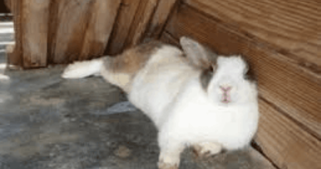 rabbit shaking