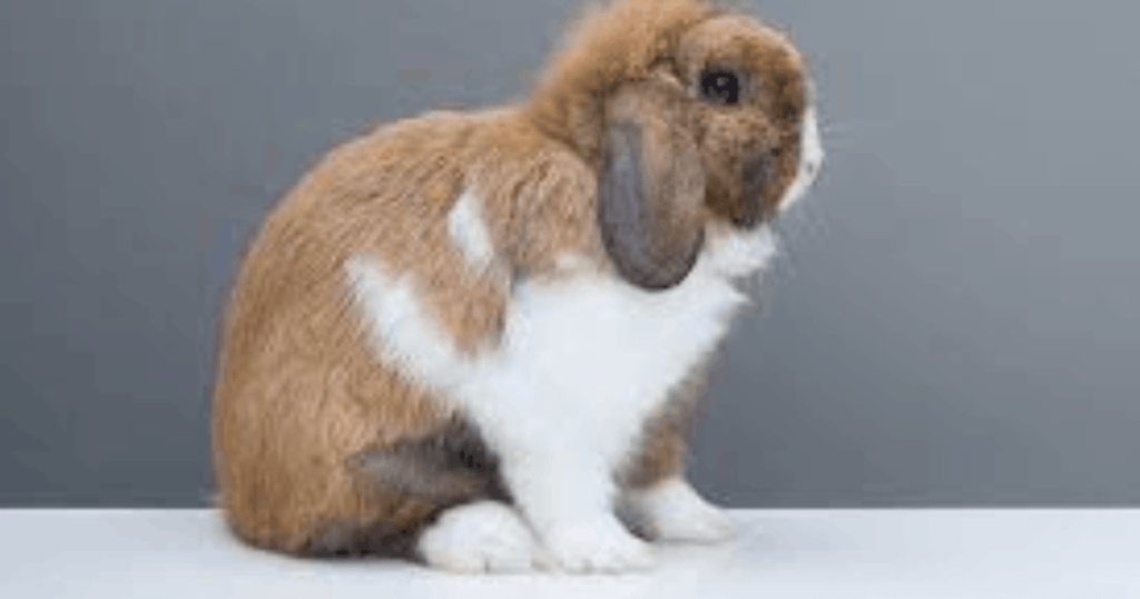 bunny shaking