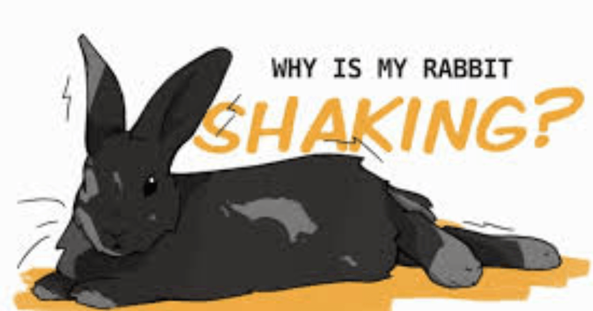 why is my bunny shaking