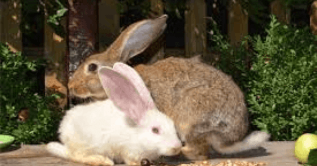 bunny shaking reason