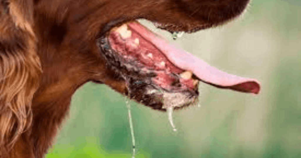 Sudden drooling in dogs