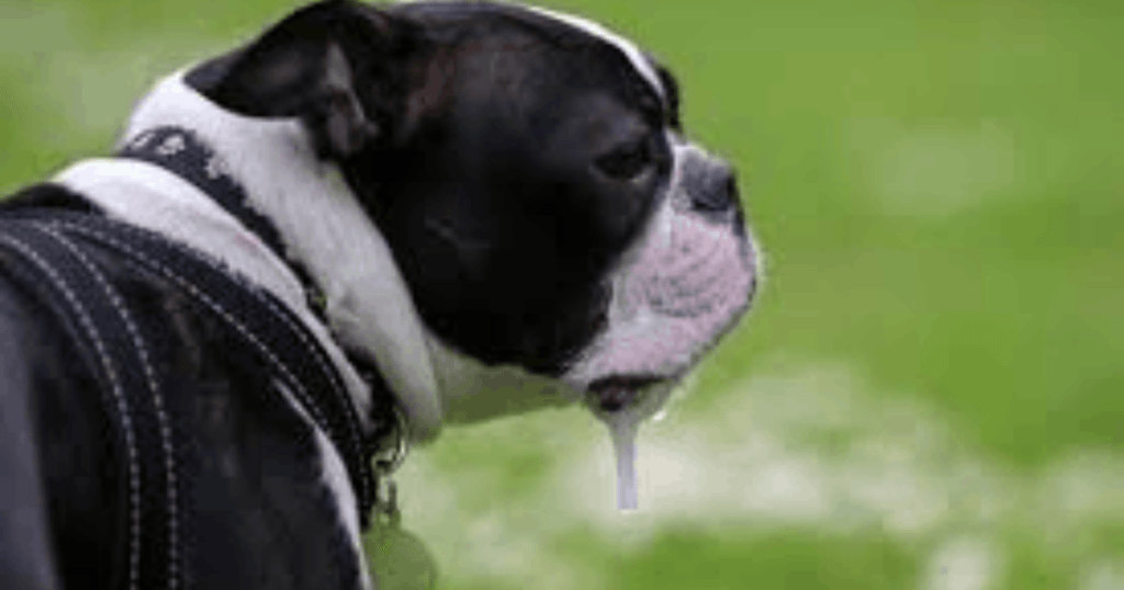 Dog saliva production reasons