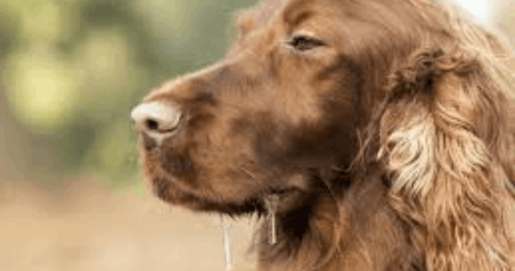Excessive slobber in dogs symptoms