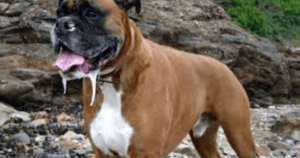 Why Do Dogs Slobber
