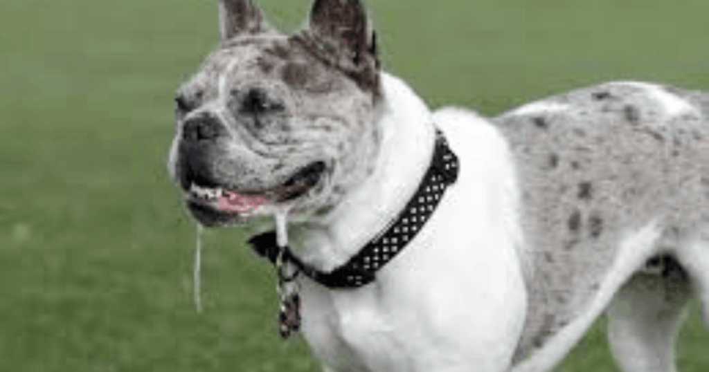 Normal dog slobber habits