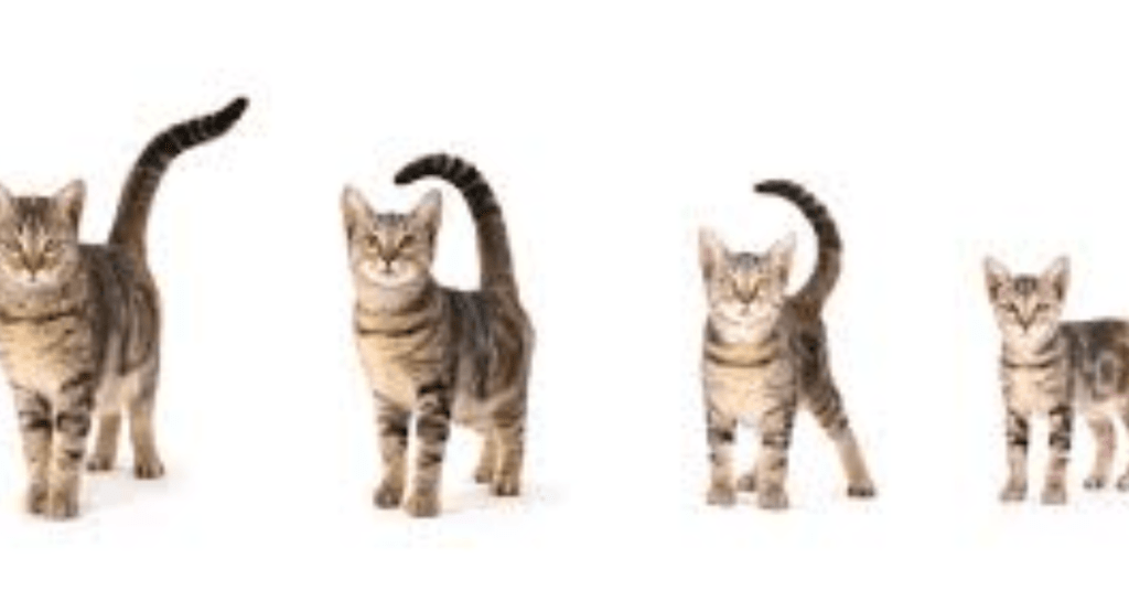 When Do Cats Stop Growing?