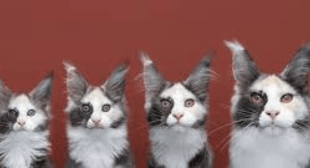 When Do Cats Stop Growing?