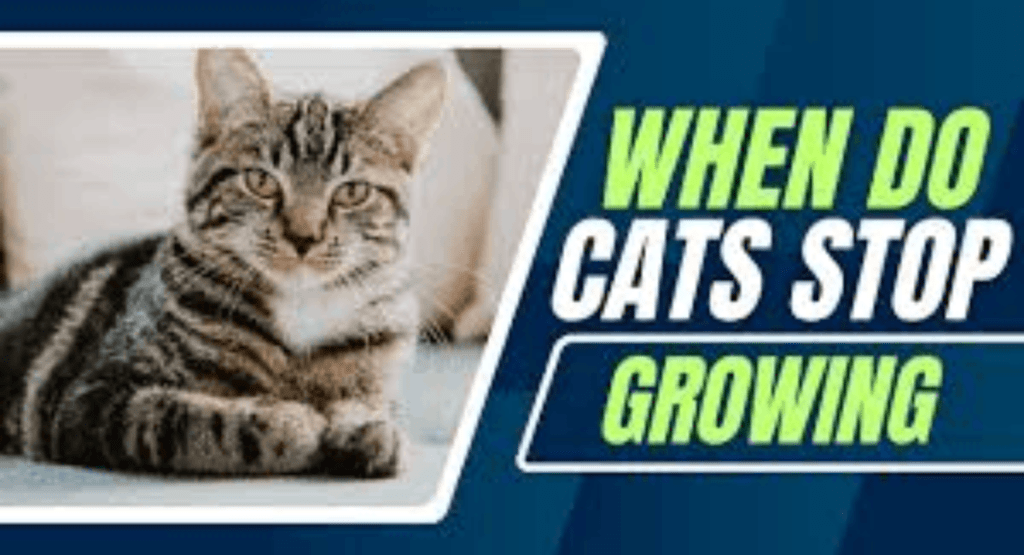 When Do Cats Stop Growing?