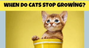 When Do Cats Stop Growing?