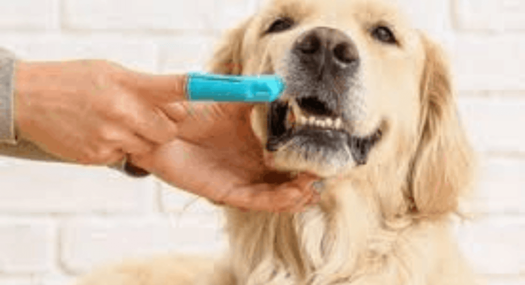 Cleaning a Dog’s Teeth