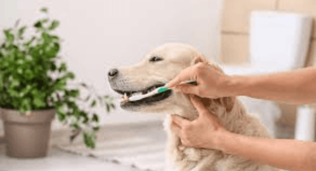 Cleaning a Dog’s Teeth