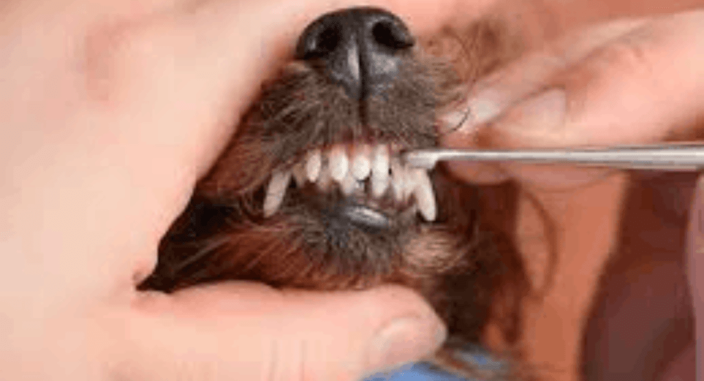 Cleaning a Dog’s Teeth