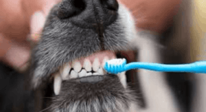Cleaning a Dog’s Teeth