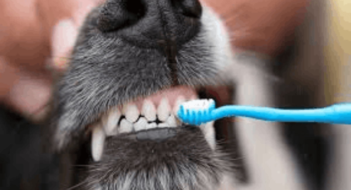 Cleaning a Dog’s Teeth