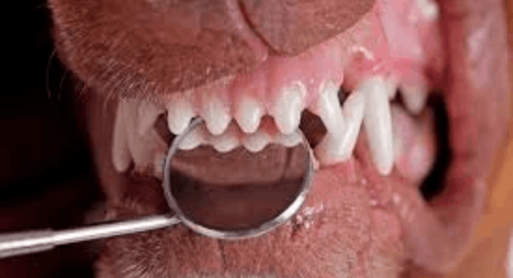 Cleaning a Dog’s Teeth