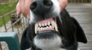 Köpek Dişi Çürüğü