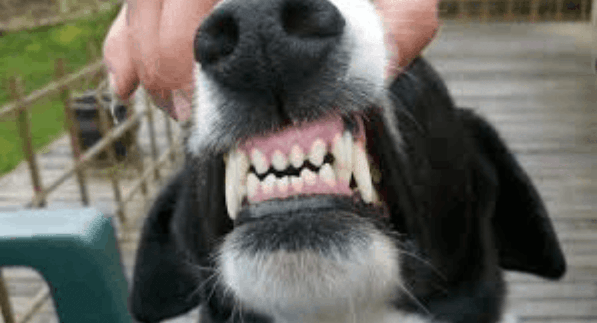 Köpek Dişi Çürüğü