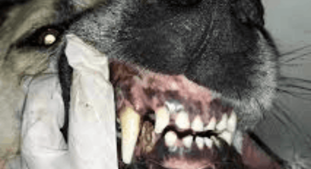 Köpek Dişi Çürüğü