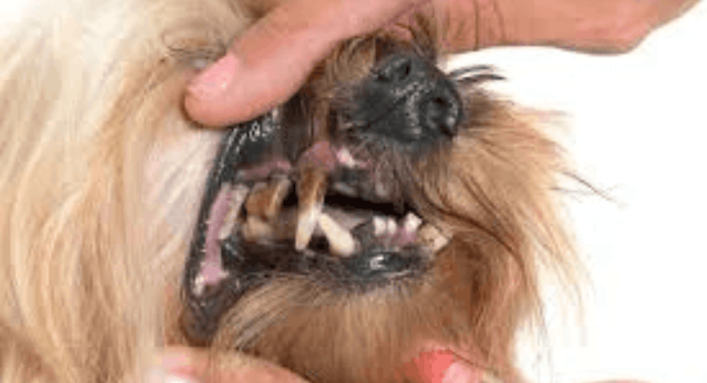 Köpek Dişi Çürüğü