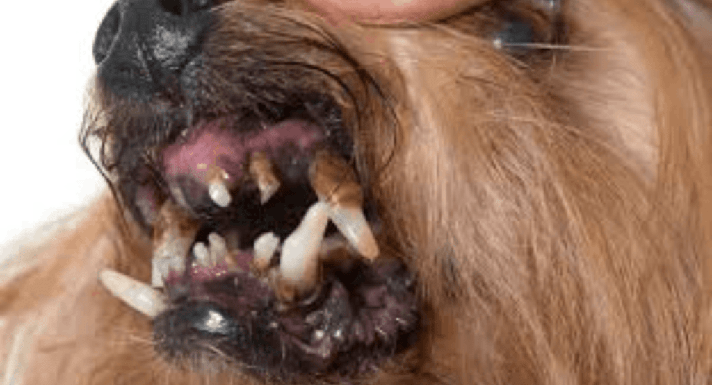 Köpek Dişi Çürüğü