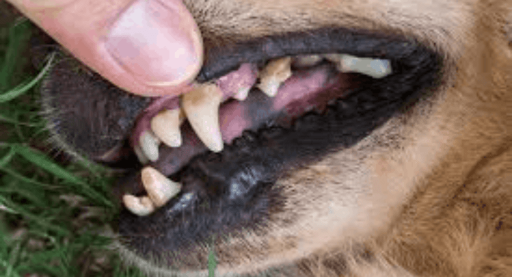 Köpek Dişi Çürüğü