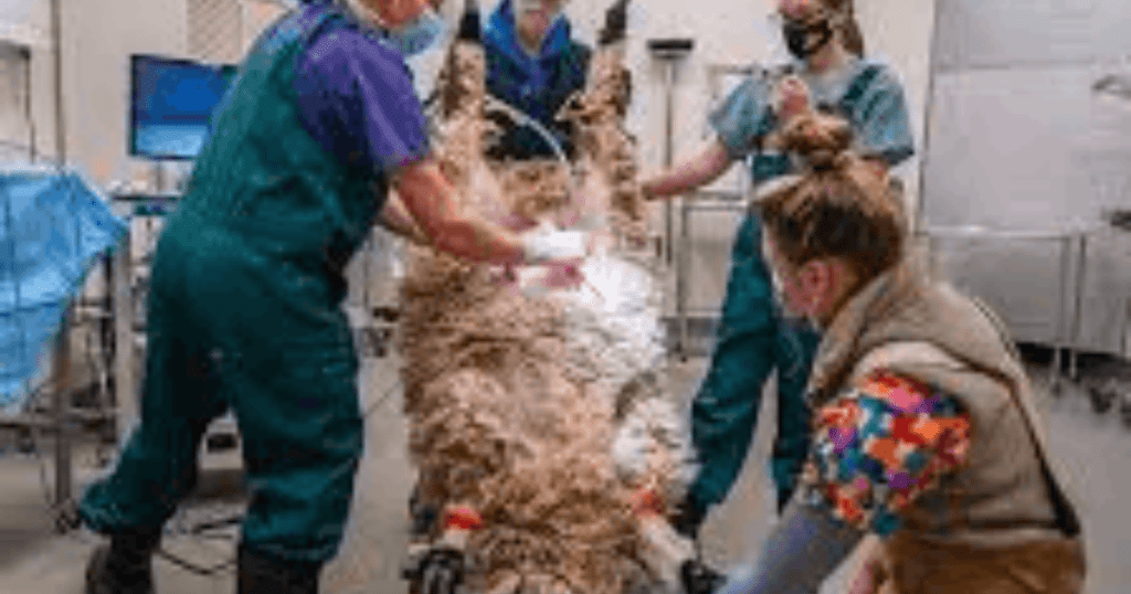 veterinary treatment