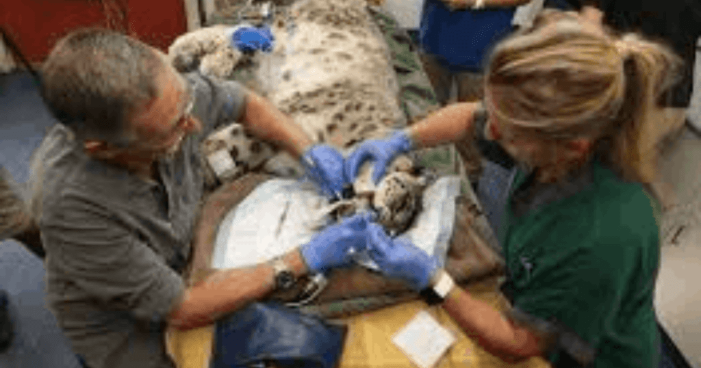 veterinary care