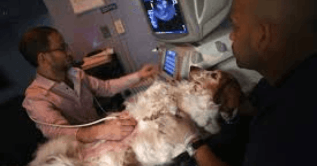 animal medical care
