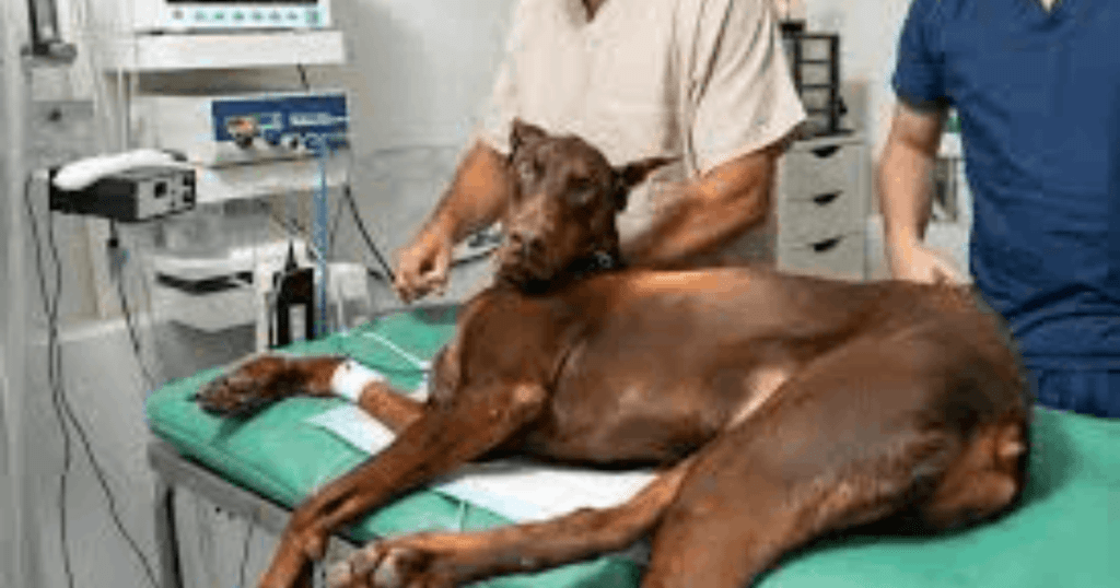 veterinary procedures