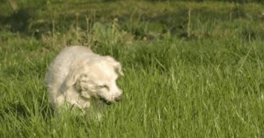 comportamiento canino