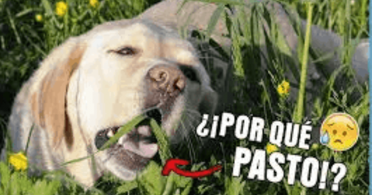 ¿Por qué los perros comen pasto?