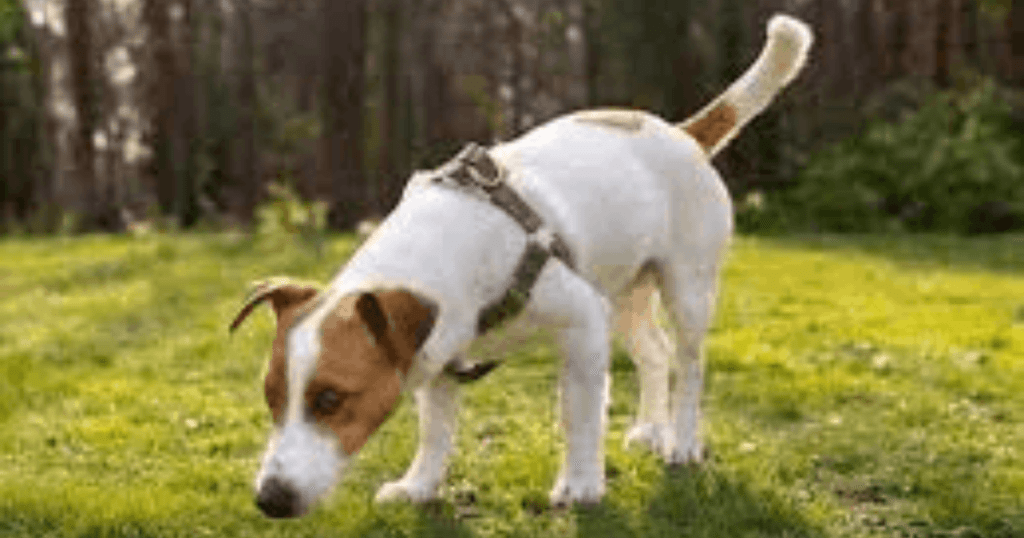 hábitos de los perros