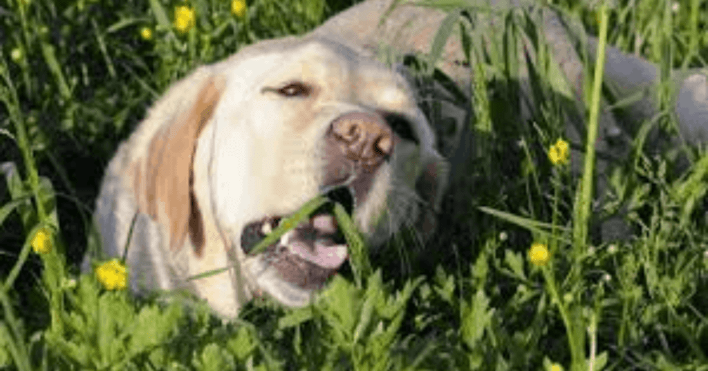 instinto natural en perros