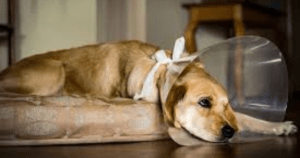 Spay Incision Healing Process