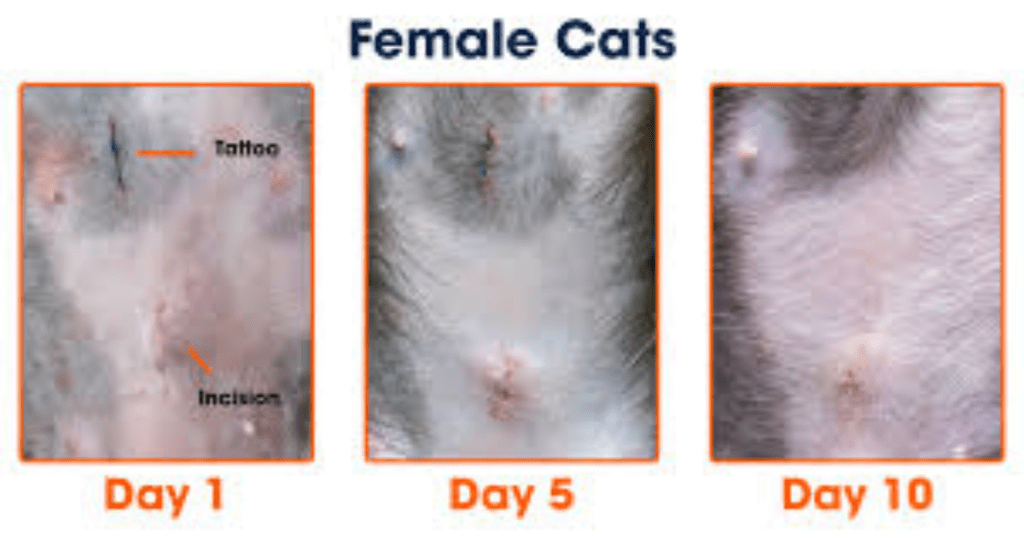 cat spay incision healing