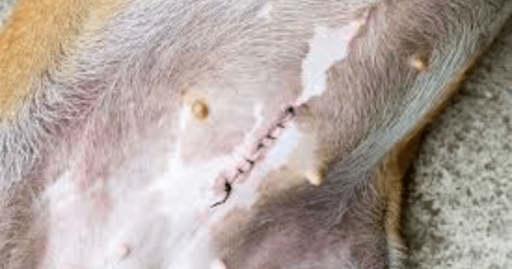 spay healing process