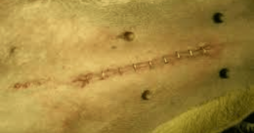 spay incision healing