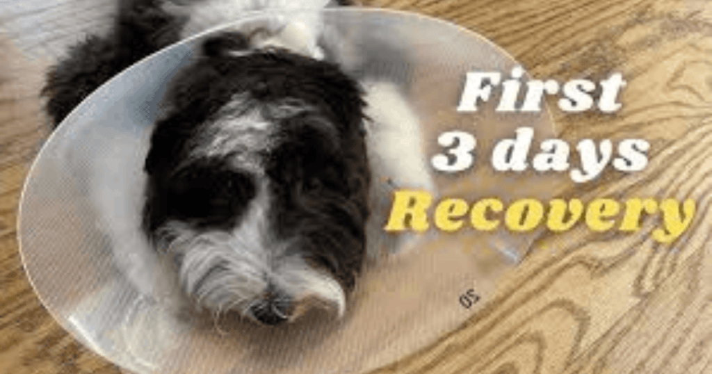 post neuter care for dogs