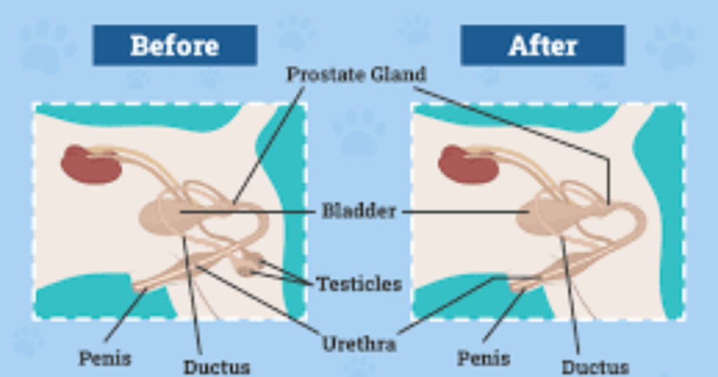 dog neuter healing process