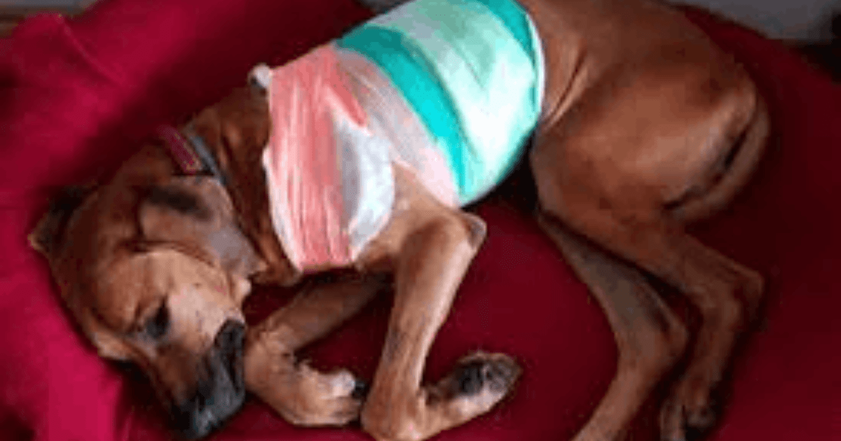 Dog Neuter Recovery